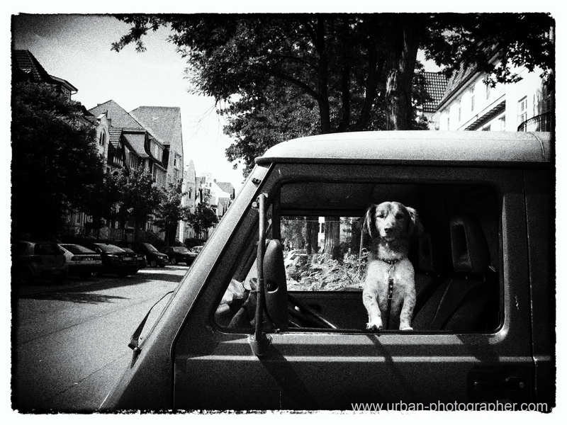 Hundeblick aus Auto Bremen