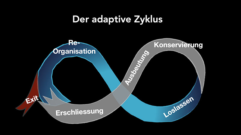 Der adaptive Zyklus